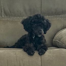 Birdie - Black female Poodle puppy in Lufkin, Texas from Texas Kissed K9s