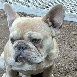 Sam - Blue fawn male French Bulldog puppy in Enfield, Connecticut from AVM Frenchies