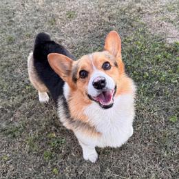 Max - Black and tan male Pembroke Welsh Corgi puppy in Beggs, Oklahoma from Blue Diamond Corgi’s