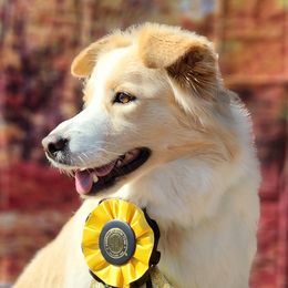 Everest - Border Collie