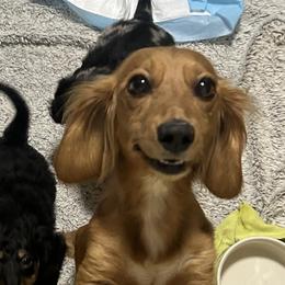 Clover - Dachshund