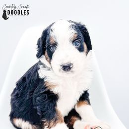 John - Tri-color male Bernedoodle puppy in Tipton, Indiana from Country Creek Doodles