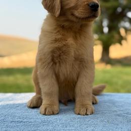 Lt Green Collar - Dark golden male Golden Retriever puppy in Touchet, Washington from Windust Kennels