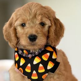 Missy - Yellow collar female - Apricot female Goldendoodle puppy in Yuciapa, California from AlltheDoodlez_