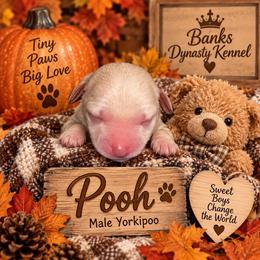 Pooh - Apricot male Yorkipoo puppy in Gastonia, North Carolina from Banks Dynasty Kennel