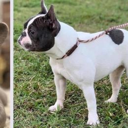 Elona - French Bulldog