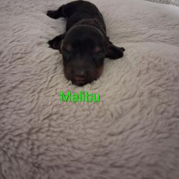 Malibu - Black and tan female Dachshund puppy in Statesville, North Carolina from Dannie's Doxies