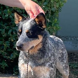 Cali - Australian Cattle Dog