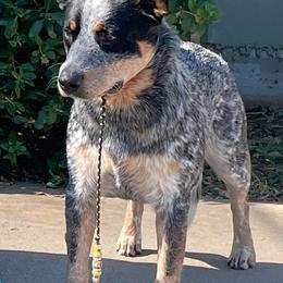 Cali - Australian Cattle Dog