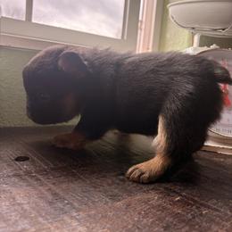Teeny - Black and tan male Dachshund puppy in Missoula, Montana from The Dainty Dachshund