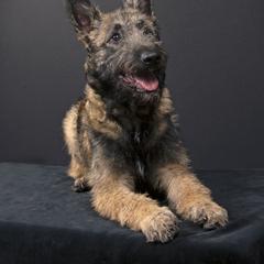 Belgian Laekenois Puppies from Kettle Moraine Laekenois Wisconsin