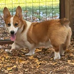 Georgia - Fawn female Pembroke Welsh Corgi puppy in Saint George, South Carolina from Carolina cotton candy corgis