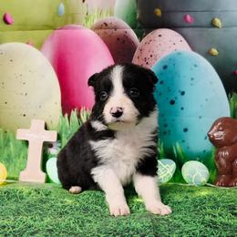 Drake - Black and white male Border Collie puppy in Avilla, Indiana from Borderline Kennels
