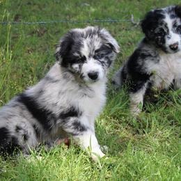 Hatari - Blue merle Australian Shepherd puppy in Honey Grove, Texas from Fox Creek