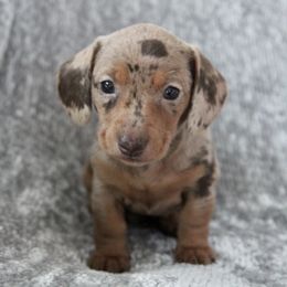 Dachshund Puppies from Tropic Dachshunds