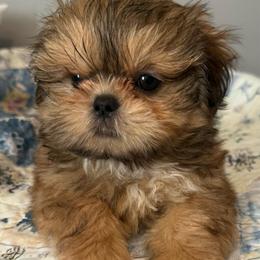 Birkin - Cream and white male Shih Tzu puppy in Gilbert, Arizona from 🌗 New Moon Shih Tzu 🌗