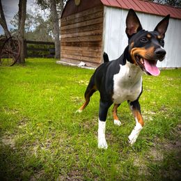 Oaklee - Rat Terrier