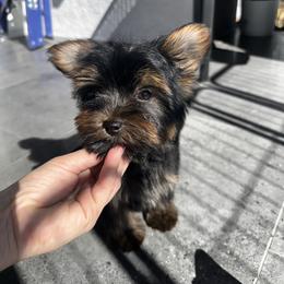 Kiki - Black and tan male Yorkshire Terrier puppy in Cape Coral, Florida from Katherine’s Yorkies and Poodles