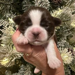 Girl 1 - Liver and white female Shih Tzu puppy in Kodak, Tennessee from Cutshall Babies