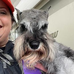 HONEY - Miniature Schnauzer