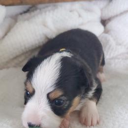 Miniature Australian Shepherd Puppies from Barnyard Mini Aussies