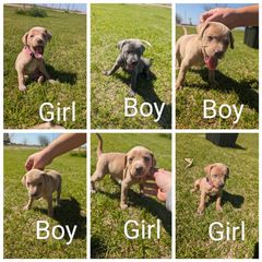 Blue Lacy Puppies from Red River Blue Lacys