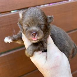 Duke - Chocolate and tan male Pomeranian puppy in Inola, Oklahoma from My Bella’s Pomeranians