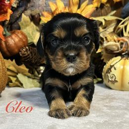 Cavalier King Charles Spaniel Puppies from Parkside Cavaliers
