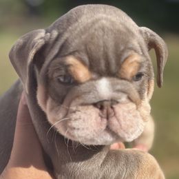 Tessa - Lilac tri-color female Bulldog puppy in Fort Oglethorpe, Georgia from Jhuntfrenchies