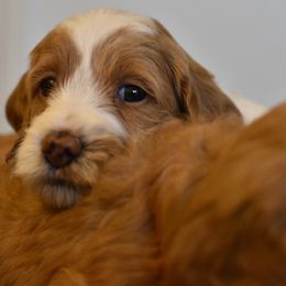 Goldendoodle Puppies from DaisysdoodlesAZ