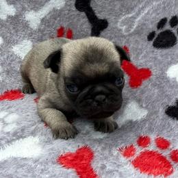 Lily - Fawn female Pug puppy in Ludowici, Georgia from Royal Destiny Kennels