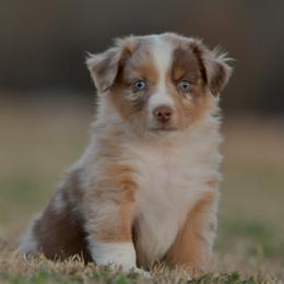 Bennington - Red merle male Miniature Australian Shepherd puppy in Hartman, Arkansas from Southern Edition Aussies