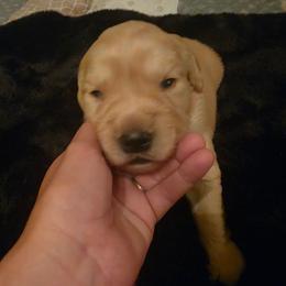 Baby boy blue - Dark golden male Golden Retriever puppy in Clarksville, Tennessee from 255 Goldens