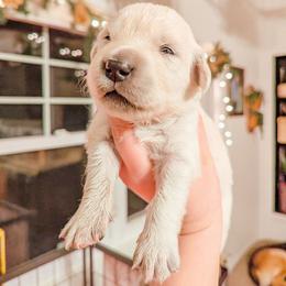 Sugar - Light golden female Golden Retriever puppy in Mason, Michigan from Sweet Breeze Acres