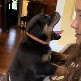 Rottweiler Puppies from Asphodel Rotweilers