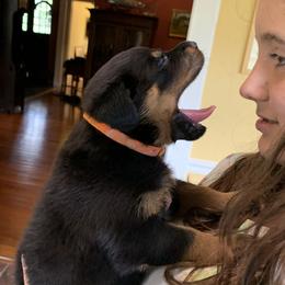 Rottweiler Puppies from Asphodel Rotweilers