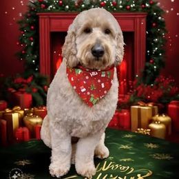 Bernedoodle and Goldendoodle All Grown Up from Kimberlee’s Kennels