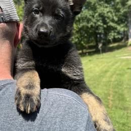 Pax Teal Male - Bi-color male German Shepherd puppy in Buffalo, West Virginia from Z Tykev Vino LLC