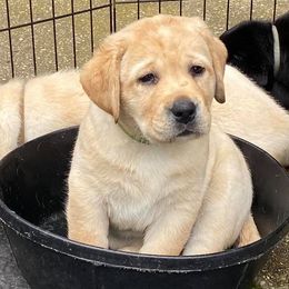 Labrador Retrievers from Blue Sky Labradors