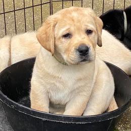 Labrador Retrievers from Blue Sky Labradors