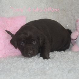 Dilute Retriever and Labrador Retriever Puppies from Rainy Lake Labrador Retrievers