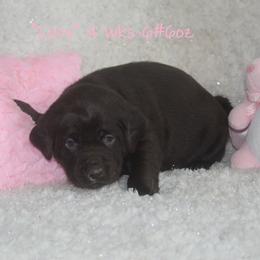 Dilute Retriever and Labrador Retriever Puppies from Rainy Lake Labrador Retrievers