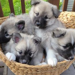 Icelandic Sheepdog puppies from Valheim Icelandics