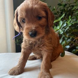 Zuzu - Red  female Goldendoodle puppy in Goshen, Ohio from Land of Goshen Doodles