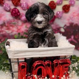 Zirconium - Blue male Australian Labradoodle puppy in Brush Prairie, Washington from Fancy Pants Labradoodles