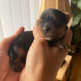 Lena - Black and tan female Yorkshire Terrier puppy in Stockton, California from Lala & Co.