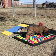 Leonberger Puppies from Tipping Point Leonbergers