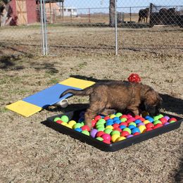 Leonberger Puppies from Tipping Point Leonbergers