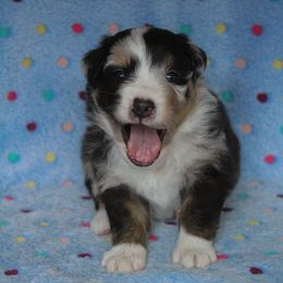 Australian Shepherd Puppies from Faith Valley Australian Shepherds