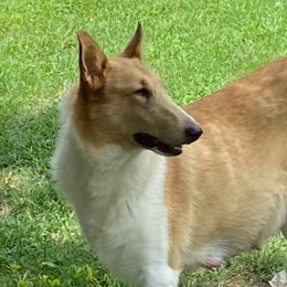 Gypsy - Collie